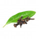 Eugenia caryophyllata thumbnail