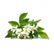 Murraya paniculata thumbnail