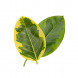 Graptophyllum pictum L. thumbnail